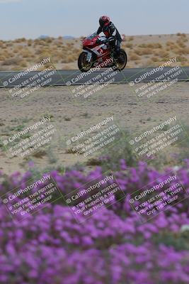 media/Jan-14-2023-SoCal Trackdays (Sat) [[497694156f]]/Turn 14 Exit Bloomig (145pm)/